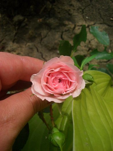 Larissa • KORbaspro; Floribunda. Bred by W. Kordes &amp; Sons (Germany, 1998).
