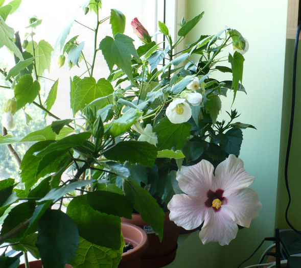 P1440804
