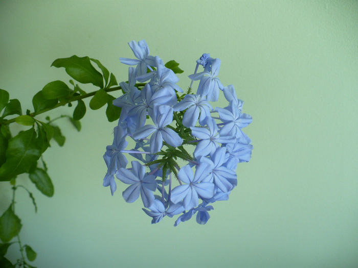 P1440853 - Plumbago 2012 -2013