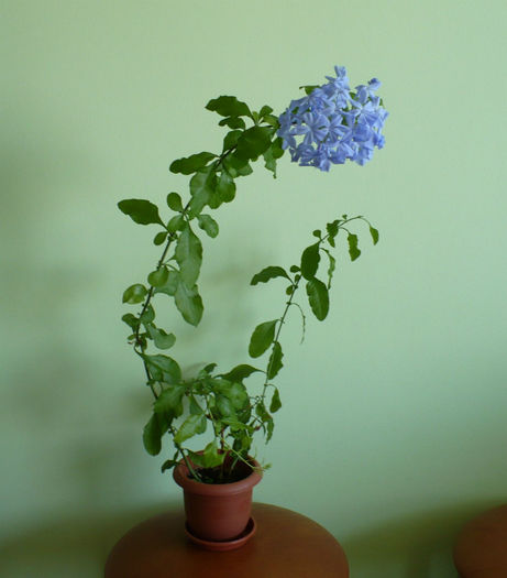 P1440854 - Plumbago 2012 -2013