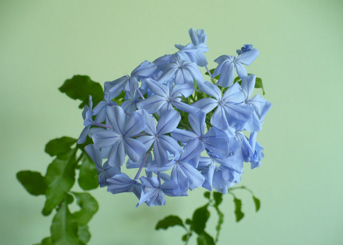 P1440856 - Plumbago 2012 -2013