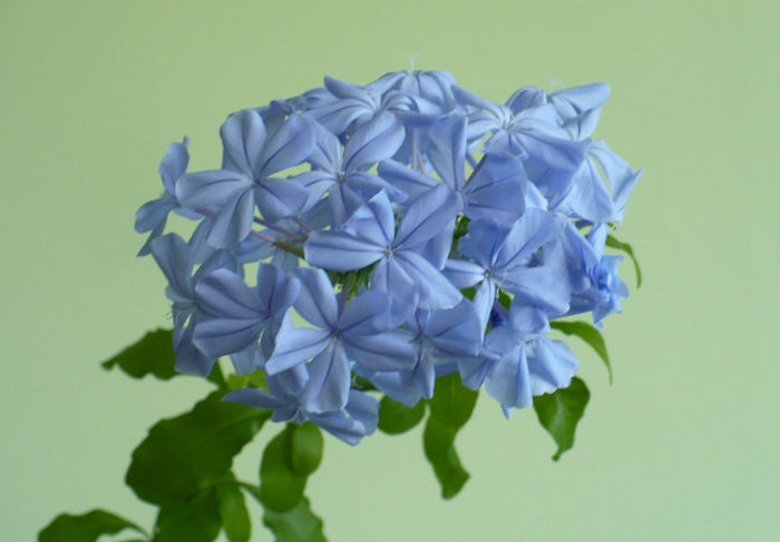 P1440857 - Plumbago 2012 -2013