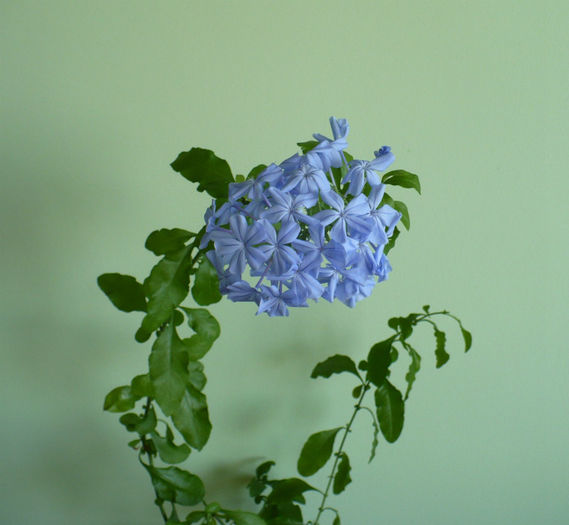 P1440858 - Plumbago 2012 -2013