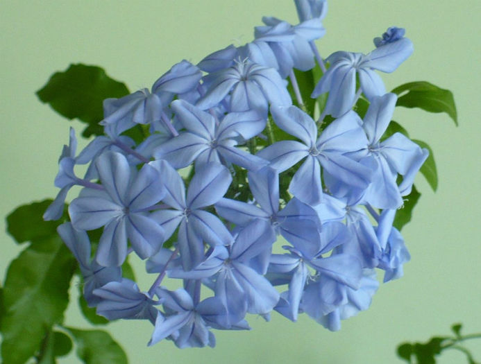 P1440863 - Plumbago 2012 -2013