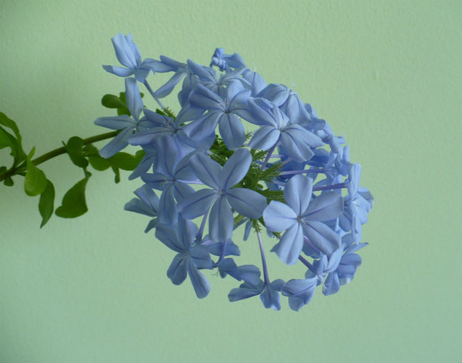 P1440866 - Plumbago 2012 -2013