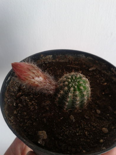 2013-05-25 15.57.42