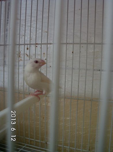 albinosii independenti