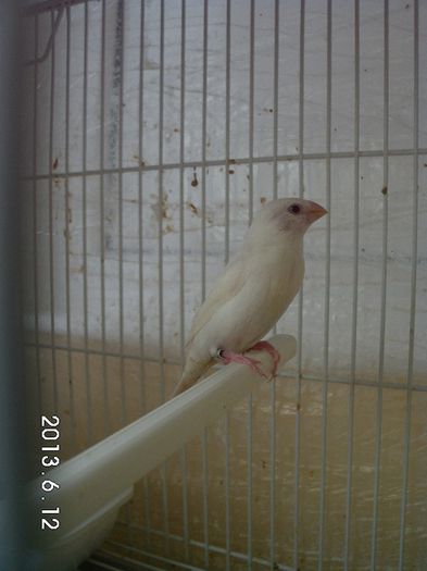 african silverbill albino