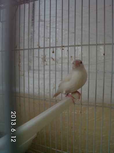 mutatie alb - cioc de argint