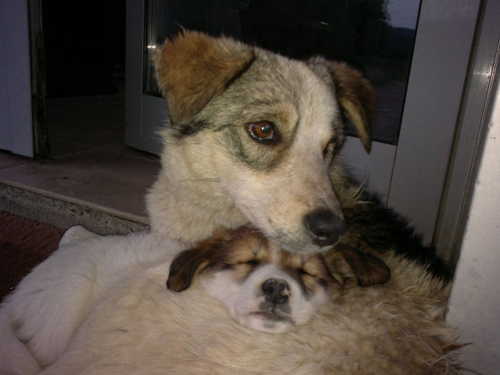 110620132685[1] - placerea de a face fotografii