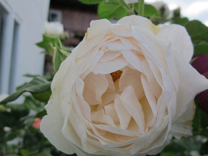  - TRANDAFIRI 2013