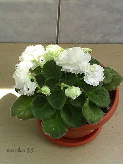 PIC_0116-001 - RS BALERINA-PIERDUT