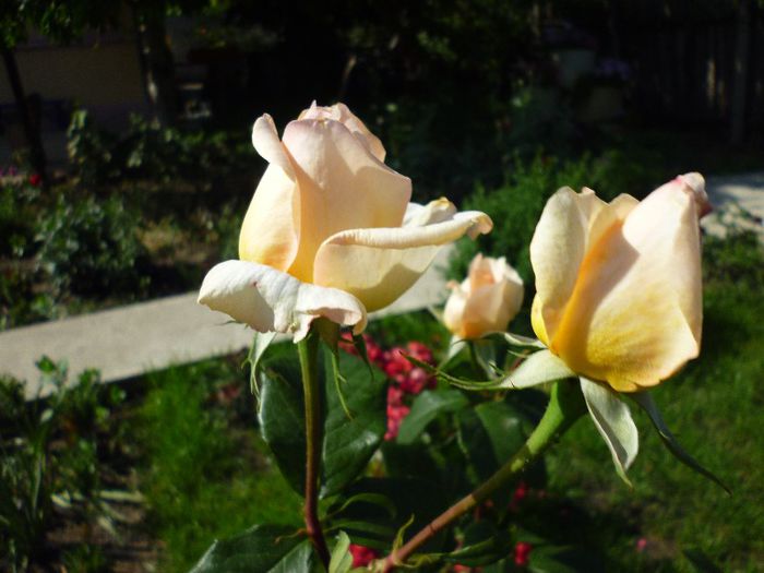 P1020029