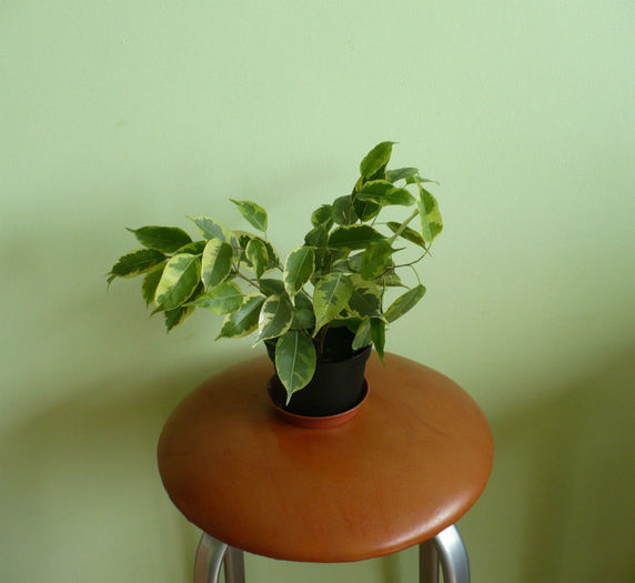 Ficus Benjamin2 variegat - Plante verzi 2012 - 2013
