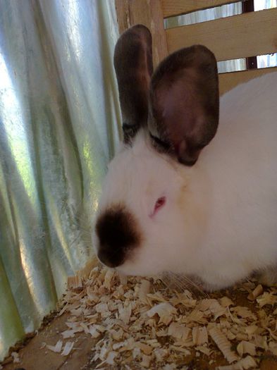 Fotografie0270 - iepuri mai 2013