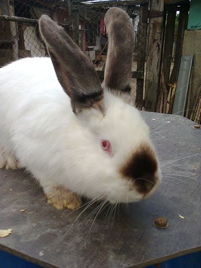 Fotografie0289; californian 3,5 luni
