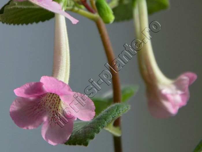 Sinningia Miss AJ - GLOXINIA _ SINNINGIA