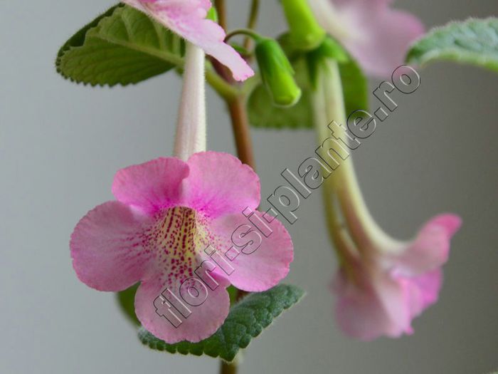 Sinningia Miss AJ - GLOXINIA _ SINNINGIA
