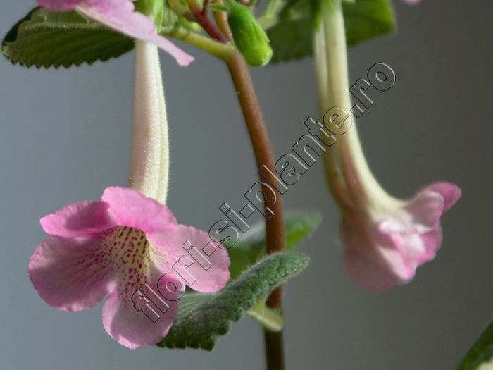 Sinningia Miss AJ - GLOXINIA _ SINNINGIA