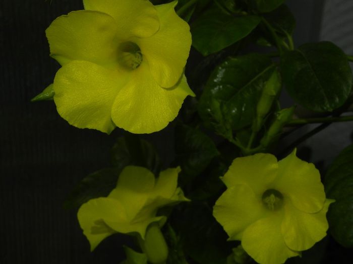  - Dipladenia-Mandevilla