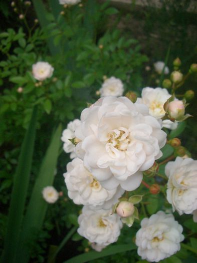 Fairy white - trandafiri 2013 - part III