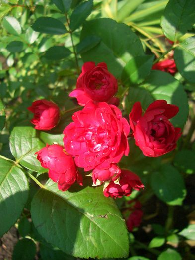 Fairy Red - trandafiri 2013 - part III
