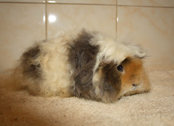 JimyNov (2); Mascul Alpaca
