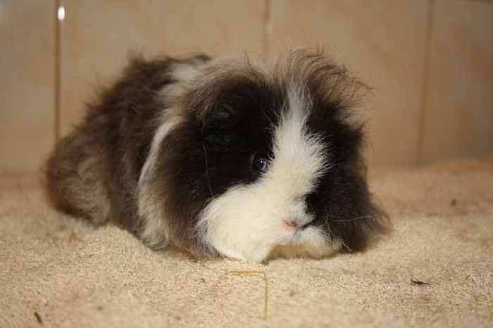 Cruela (3); Femela Texel
