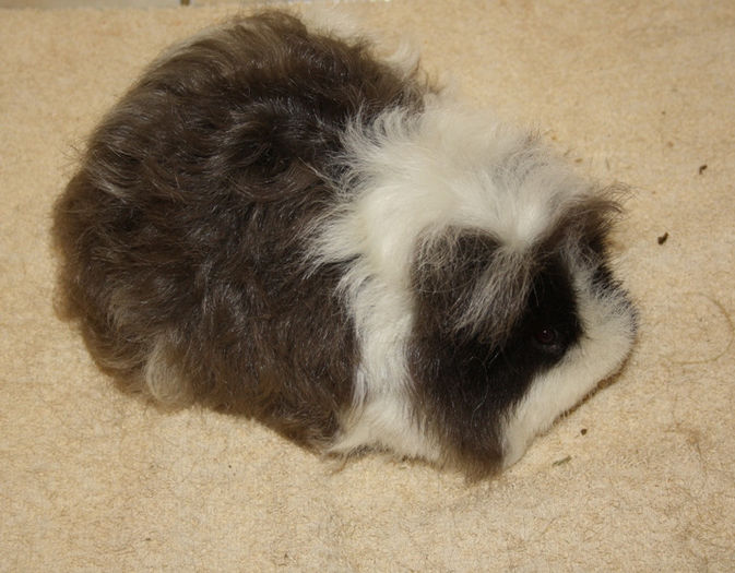 Cruela (4); Femela Texel
