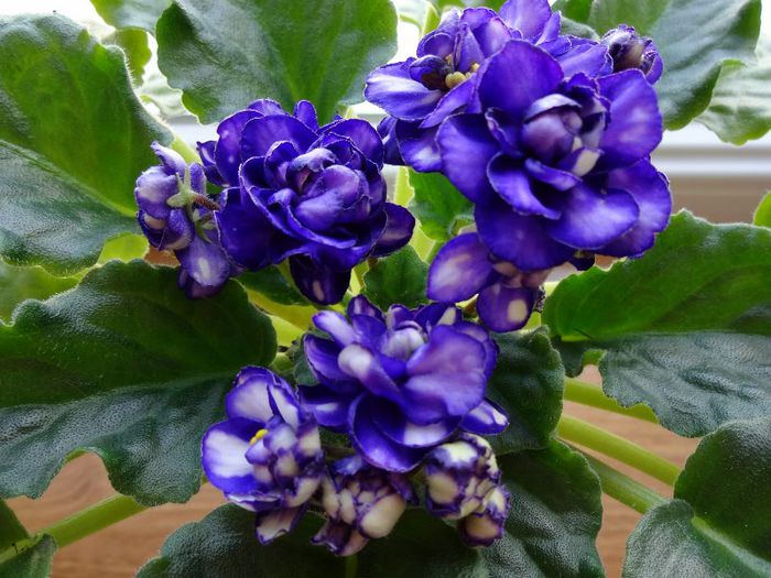 DSC01791 - Pat Tracey