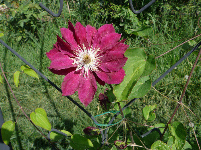 P1200902 - Clematite 2013