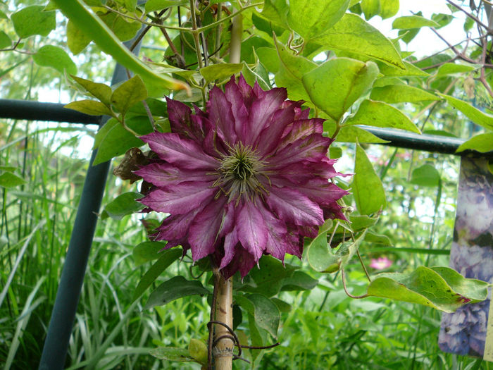 P1200927 - Clematite 2013