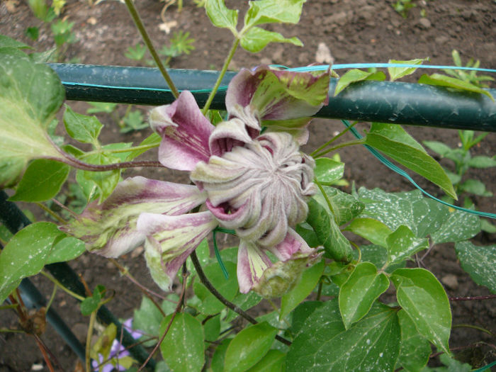 P1200936 - Clematite 2013