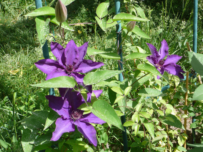 P1210157 - Clematite 2013