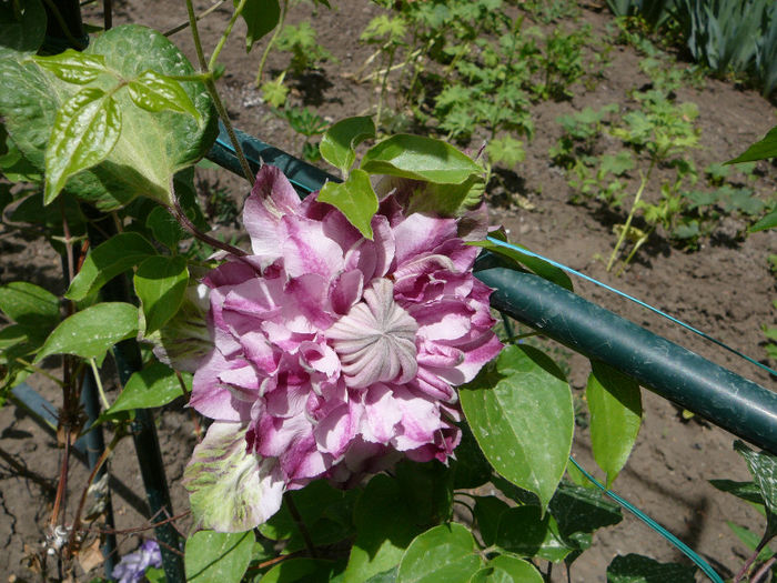 P1210173 - Clematite 2013