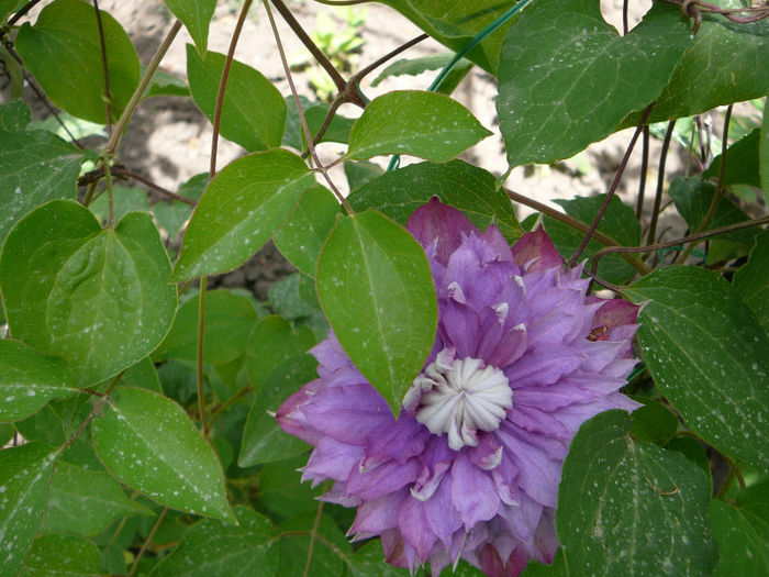 P1210174 - Clematite 2013