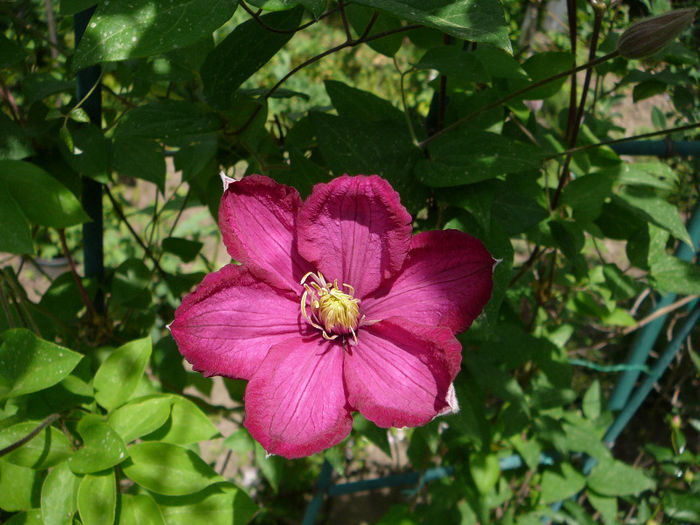 P1210205 - Clematite 2013