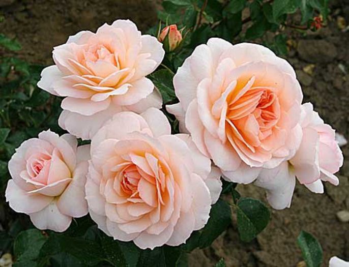 SchlossEutin-floribunda-parc-120cm; W. Kordes Sohne, 2005,tufa 120 cm/60cm,floare 8 cm dubla,orange parfumat,remontant,rezistent ger pătare neagră făinare 
 •••- •••- •••-
