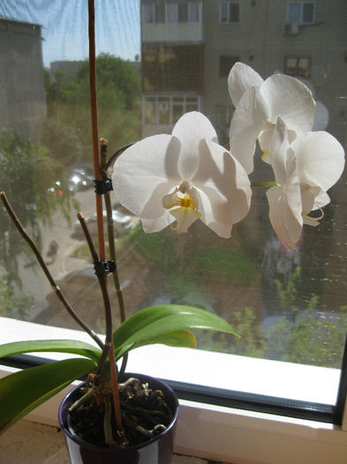 IMG_2634 - orhidee 2012-2013