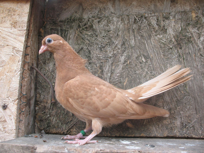 20437 2013 (1) - Pui galbeni 2013