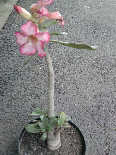 Fotografie2474 - adenium