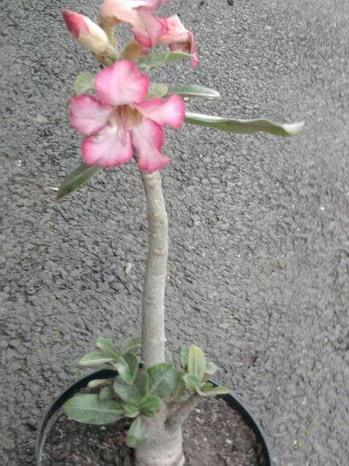 Fotografie2477 - adenium