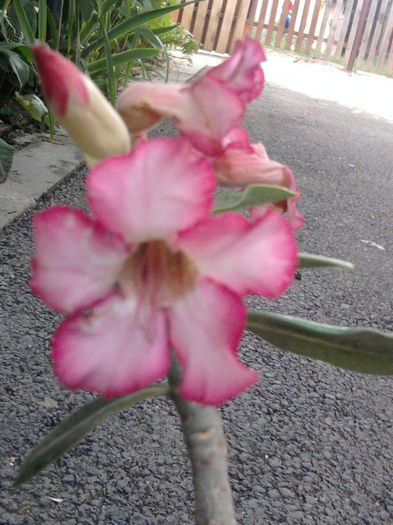 Fotografie2478 - adenium