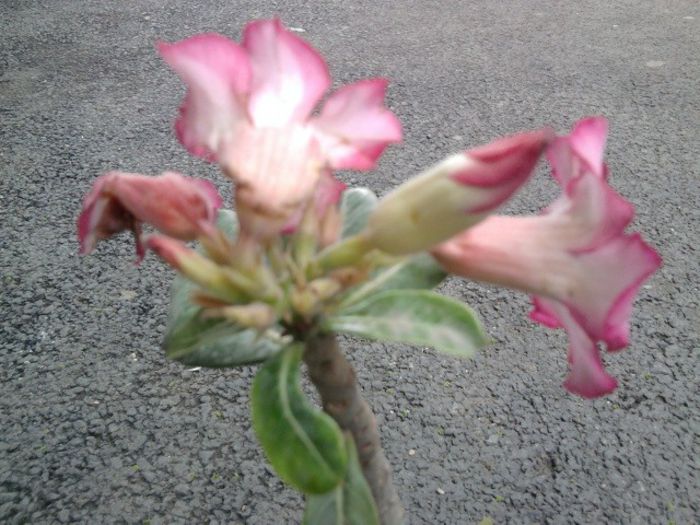 Fotografie2475 - adenium