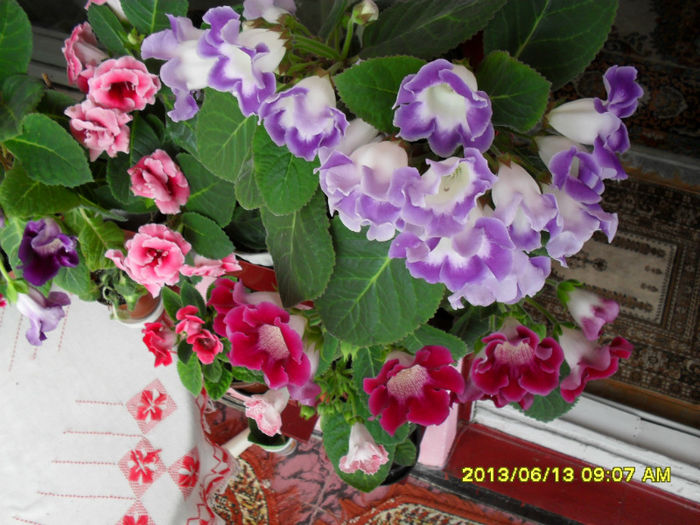 13 06-2013, - Flori-2013