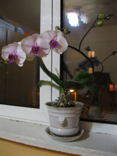 IMG_0070 - orhidee 2012-2013