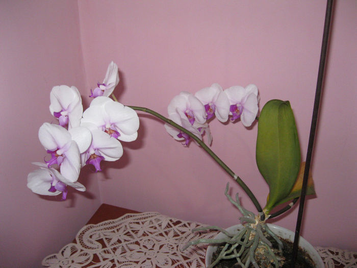 IMG_1301 - orhidee 2012-2013