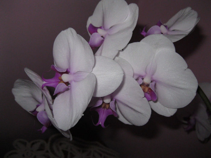 IMG_1302 - orhidee 2012-2013