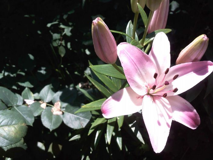 IMG039 - Gradina mea