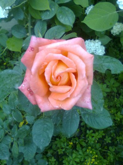 Imagine0508 - Gradina mea